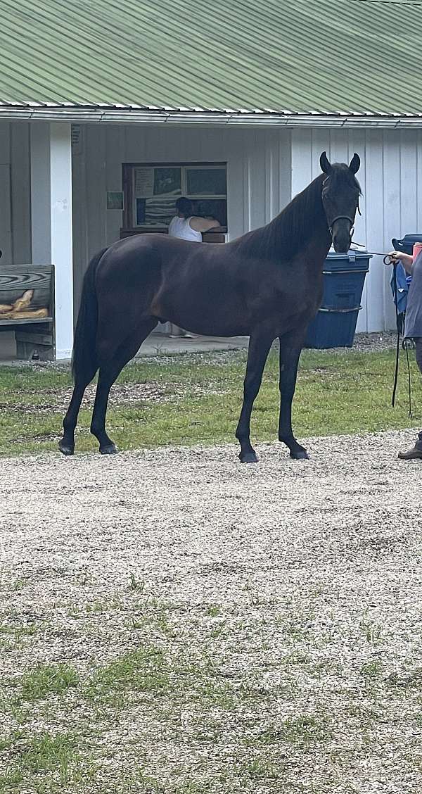 price-rocky-mountain-horse
