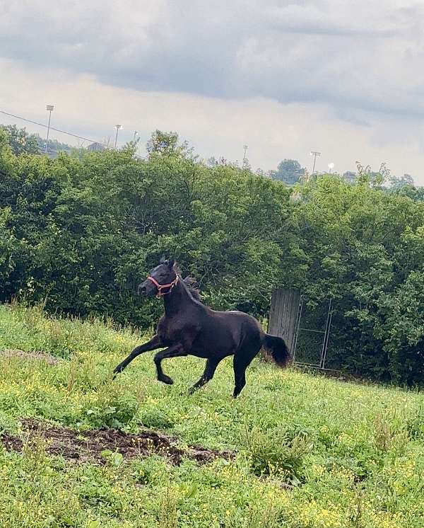 great-price-rocky-mountain-horse
