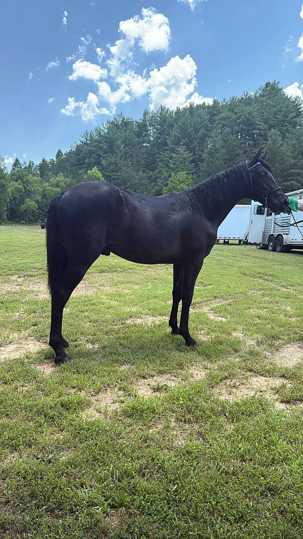 rocky-mountain-stud-horse