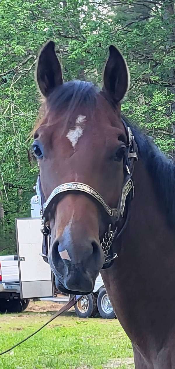 16-hand-quarter-horse-yearling