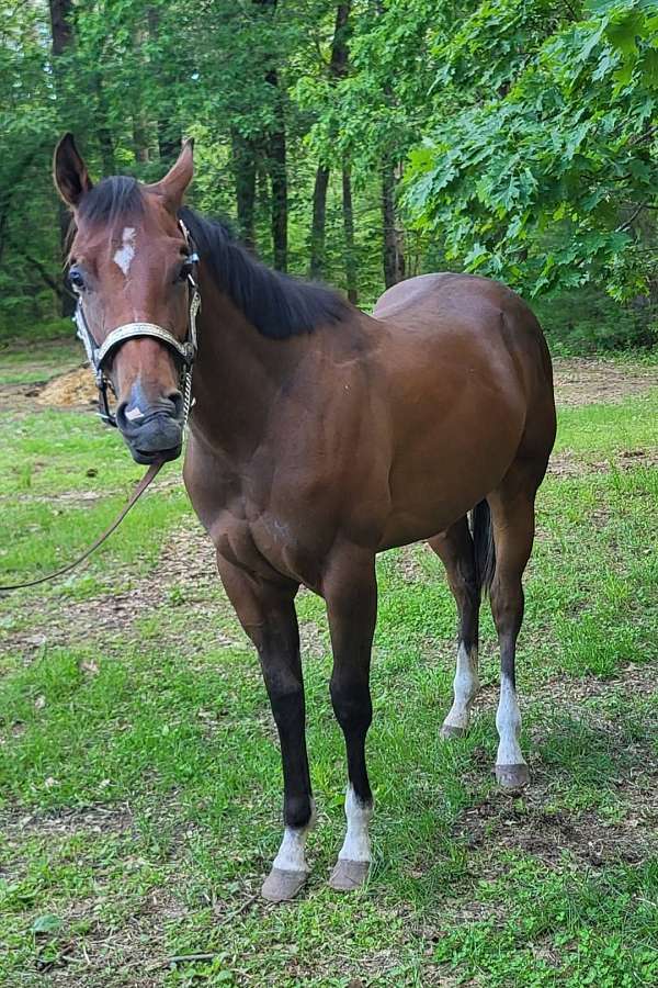 star-horse