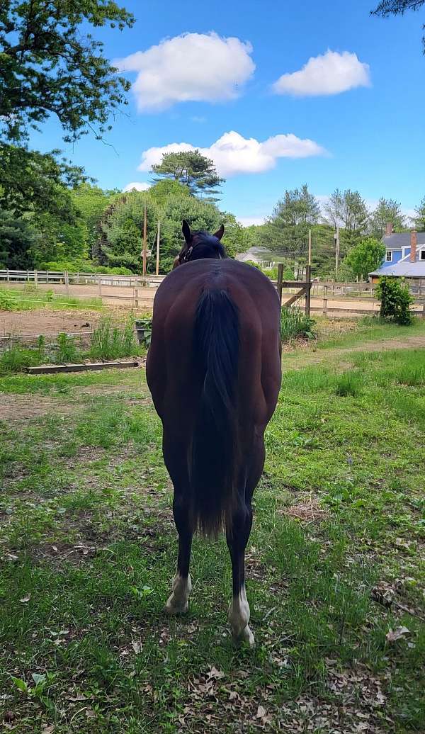 snip-horse