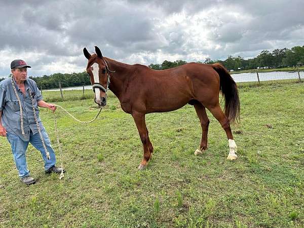 beginner-morgan-horse