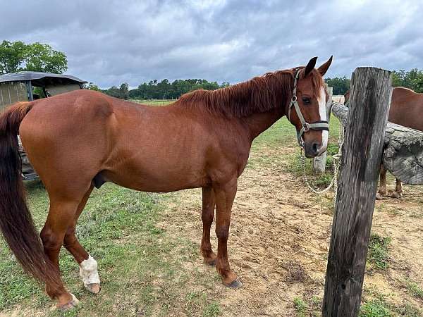 trail-morgan-horse