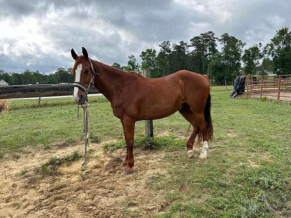 trail-riding-morgan-horse