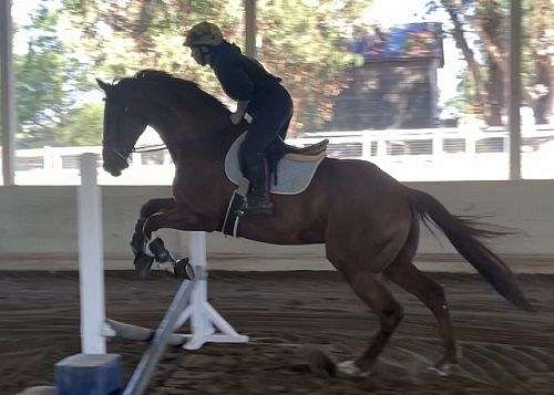 17-hand-thoroughbred-gelding
