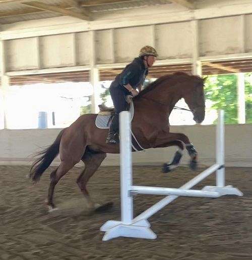 17-hand-thoroughbred-horse