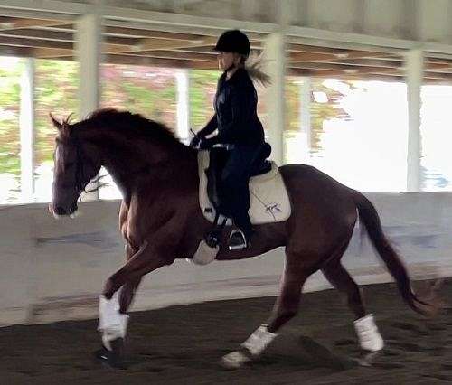 17-hand-gelding