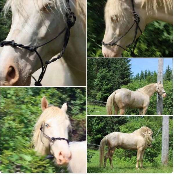 perlino-abra-stallion