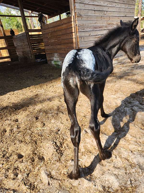 bay-angel-wings-horse