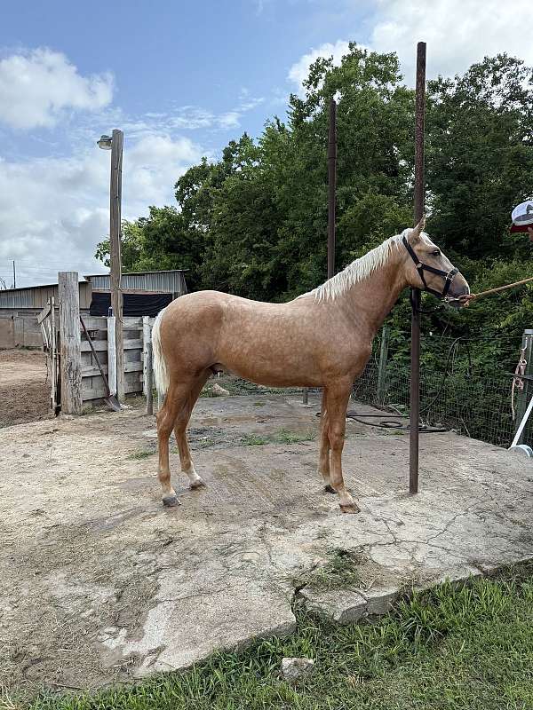 colt-palomino-horse