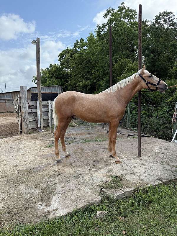 palomino-ancce-colt-stallion