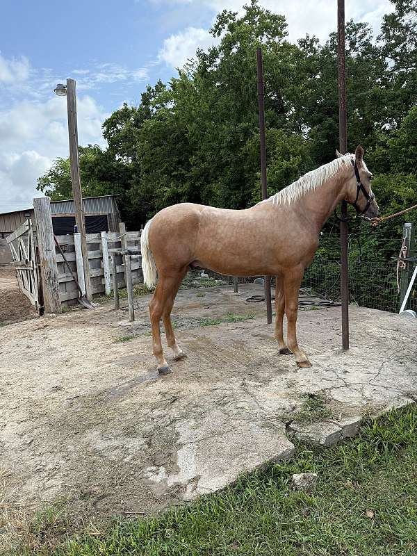 ancce-palomino-colt-stallion