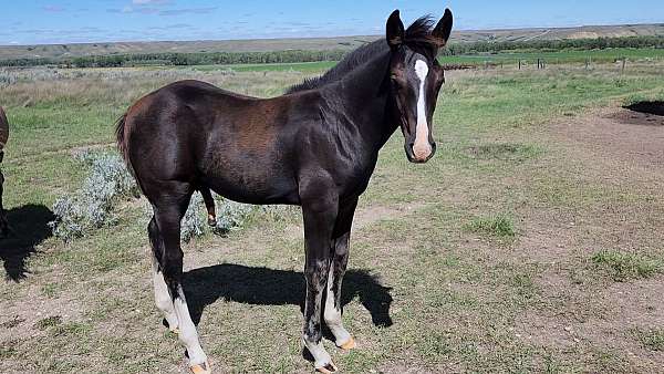 blaze-4-match-socks-horse