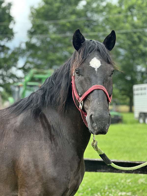 experienced-kentucky-mountain-horse