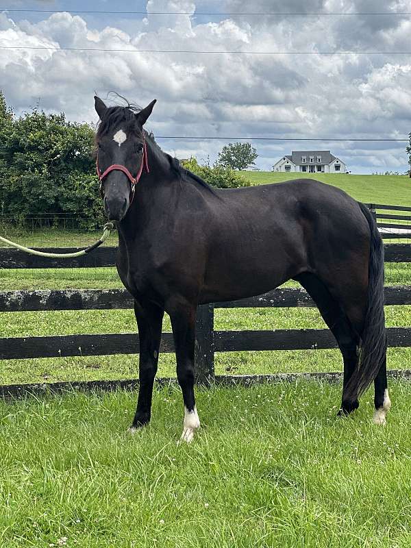 foundation-kentucky-mountain-horse