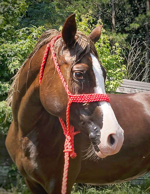 flaxen-loud-white-markings-horse