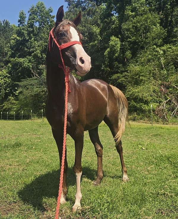 chestnut-flaxen-loud-white-markings-horse