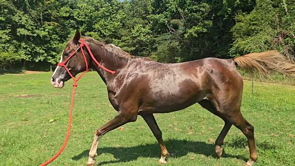 hunt-seat-equitat-arabian-horse