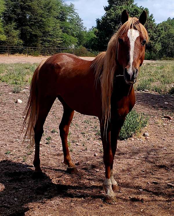 whie-blaze-two-front-sock-horse