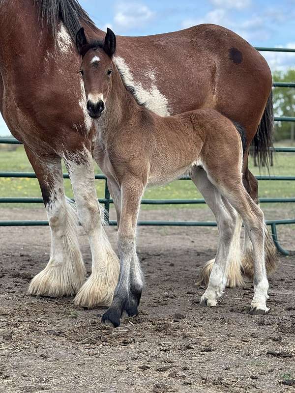 stallion-clydesdale-friesian-horse