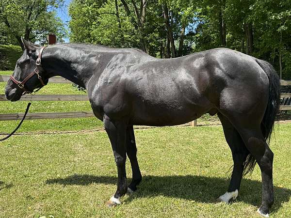 pleasure-quarter-horse