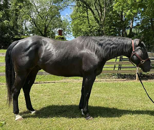 trail-quarter-horse