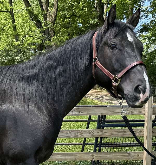 roping-quarter-horse