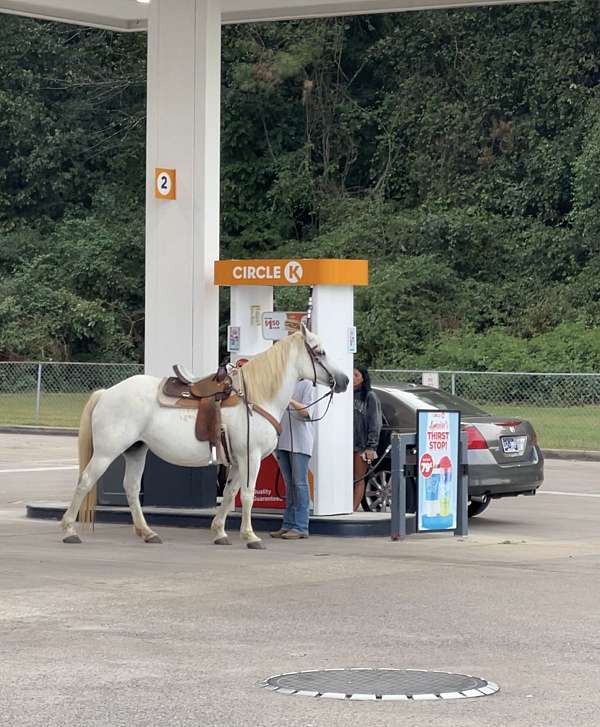 cleveland-tn-percheron-horse