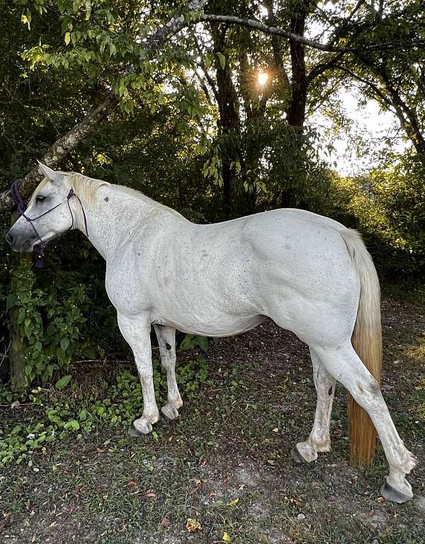 chattanooga-tn-percheron-horse