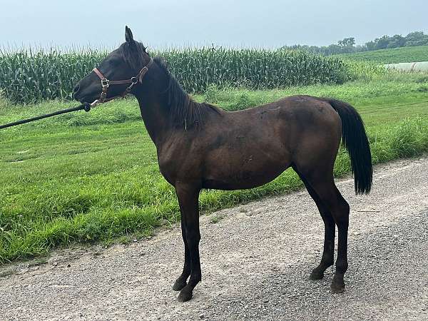 black-arabian-stallion-yearling