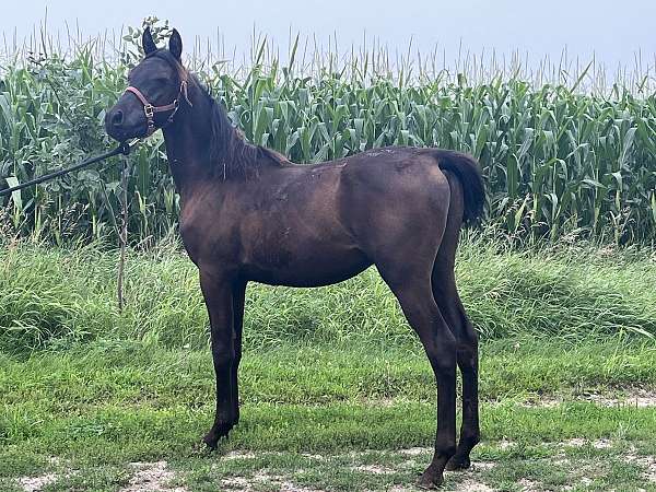 good-disposition-arabian-horse