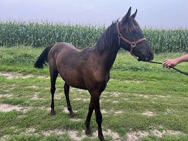 wormed-arabian-horse