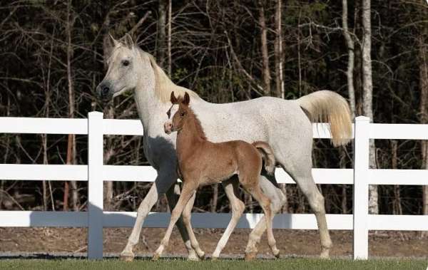 grey-arabian-mare