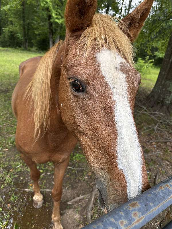 quarter-horse-mare