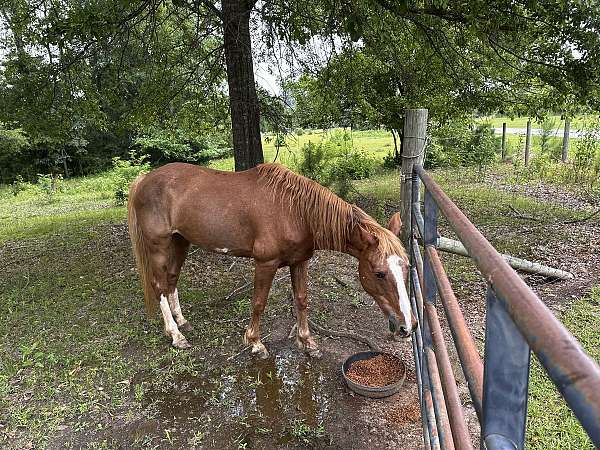 quarter-horse-for-sale