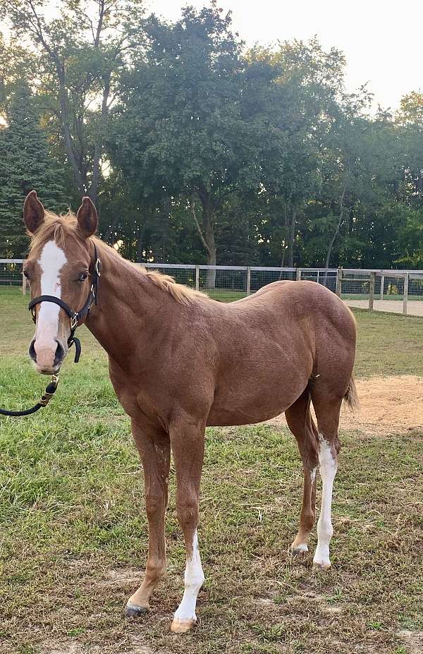 breeders-trust-colt-weanling