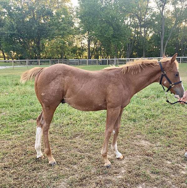 overo-apha-colt-weanling