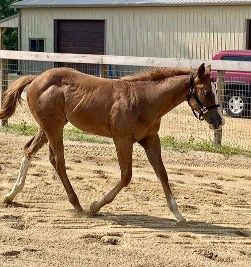 sorrel-apha-colt-weanling