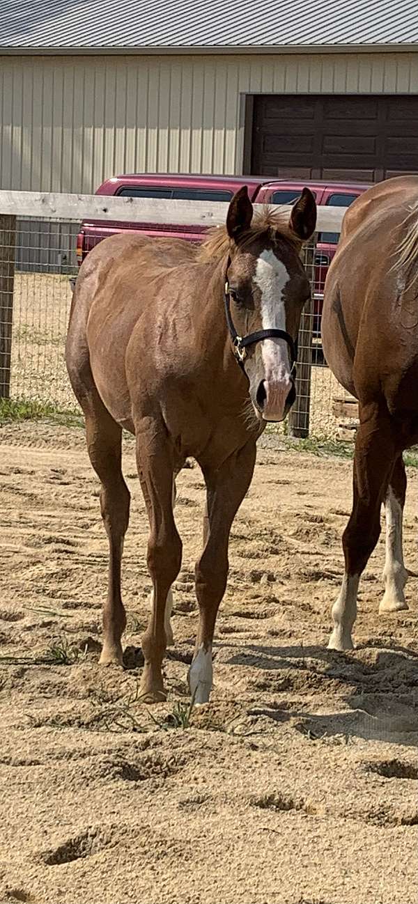 fully-vaccinated-paint-horse