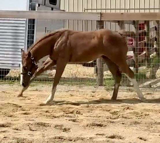 eager-colt