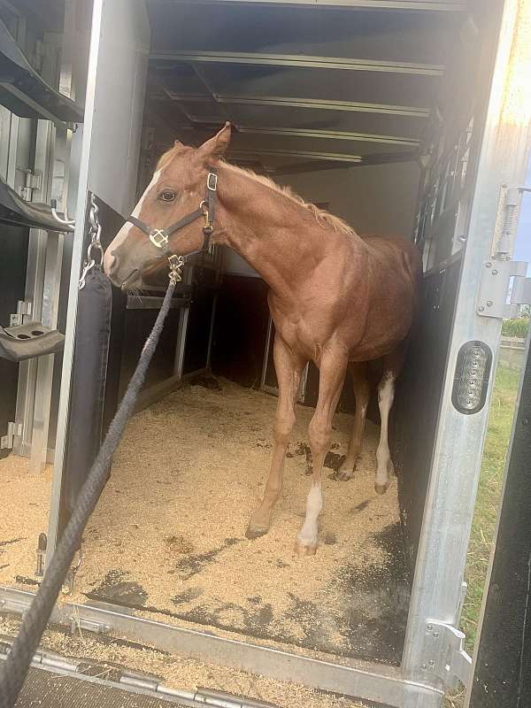 fully-vaccinated-colt