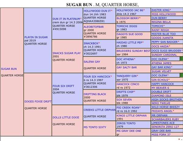athletic-quarter-horse