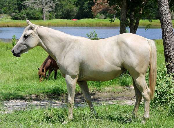 all-around-quarter-horse