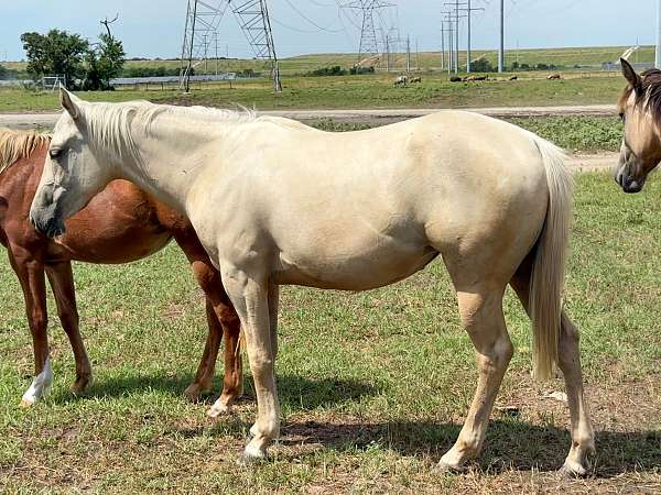 palomino-pen-horse