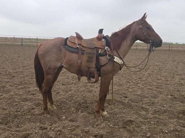 red-roan-quarter-horse-mare