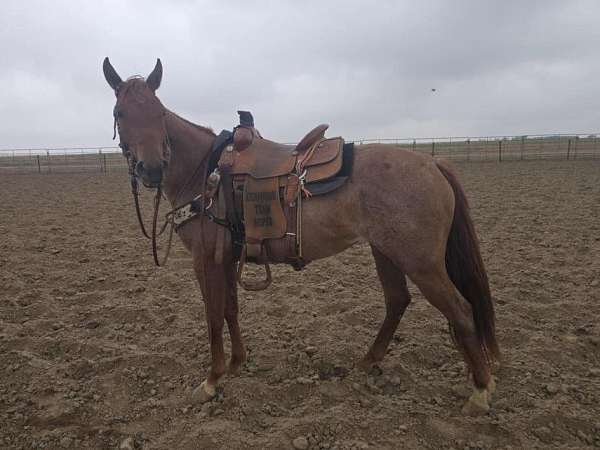 red-roan-mare-for-sale