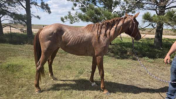 red-roan-quarter-horse-for-sale