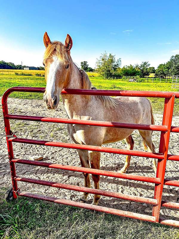 all-around-tennessee-walking-horse
