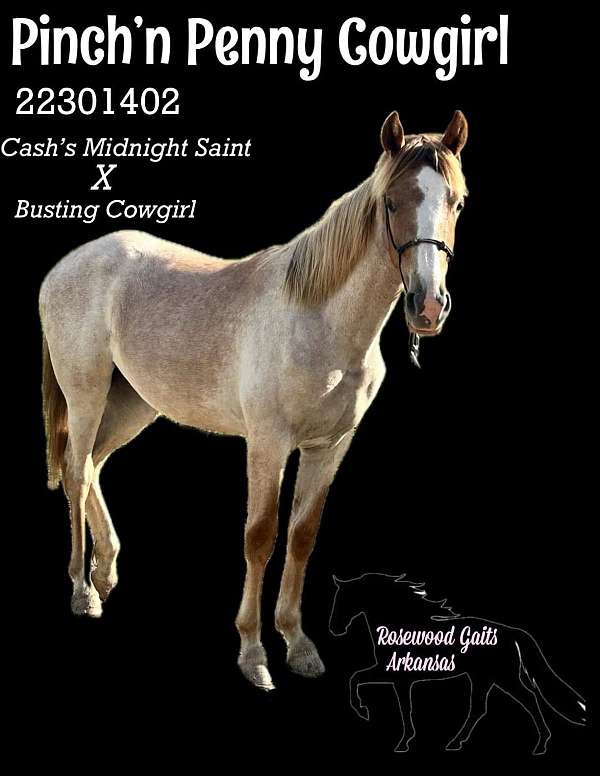athletic-tennessee-walking-horse